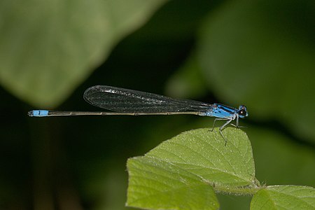 Archibasis oscillans (ആൺതുമ്പി)