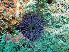 Un oursin à fins piquants (Echinostrephus molaris)