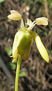 Flor de Hydnocarpus alpina.