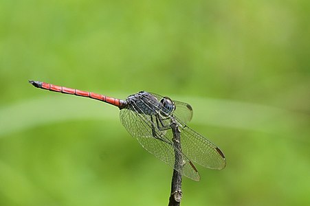 Lathrecista asiatica (ആൺതുമ്പി)