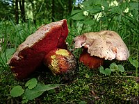 Rubroboletus rhodoxanthus