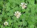 Бела детелина (Trifolium repens)