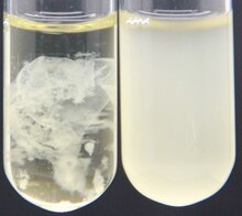 Two strains of "Zoogloea." Wild type is on the left. The right is a strain unable to form floc.