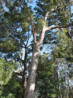 Angophora floribunda.