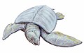 Archelon ischyros.