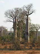 Adansonia za (Μαδαγασκάρη).