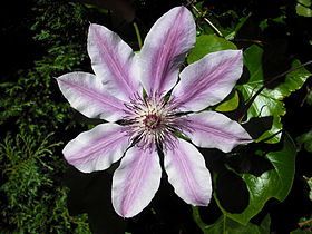 Clematis 'Nelly Moser'