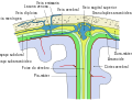 Representación esquemática da sección superior do cranio, mostrando as membranas do cerebro, etc.