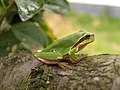 Les routes forestières peuvent affecter la répartition, les déplacements voire la survie de nombreux amphibiens[43], dont la rainette européenne Hyla arborea[88]