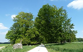 Monument naturel Judenbusch