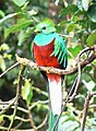 Quetzal resplendissant du Costa Rica (mâle).