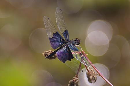 Rhyothemis triangularis (ആൺതുമ്പി)