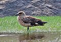 Chaluha velká (Stercorarius skua)