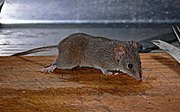 Gray antechinus