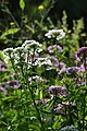 Plantes Iberis-umbellata