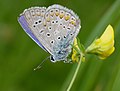 Mužjak Polyommatus icarus