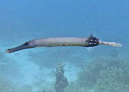 Un poisson-trompette de l'indo-pacifique (Aulostomus chinensis)