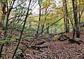 Geländeausschnitt im Hasselbachtal