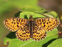 Brunlig perlemorsommerfugl Boloria selene