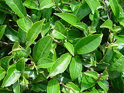 Listovi Camellia sinensis