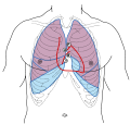 The chest, showing surface relations of bones, lungs (purple), pleura (blue), and heart (red). Heart valves are labeled with "B", "T", "A", and "P".