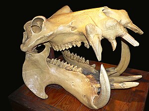 Hippopotamus skull