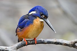 Alcedo azurea - Julatten