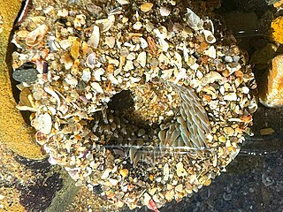 encrusted ball at low tide