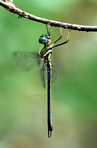 Idionyx gomantakensis (ആൺതുമ്പി)