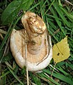 !!Lactarius pubescens!!