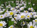 Bellis perennis