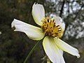 Miniatura para Bidens alba