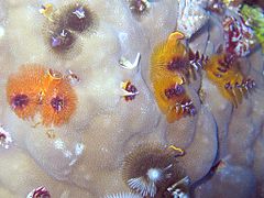 Dans la Grande Barrière de corail (Australie).