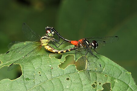 Epithemis mariae (ഇണചേരുന്നു)