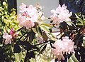 A pink-flowered rhododendron cultivar