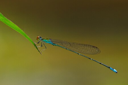 Pseudagrion rubriceps (ആൺതുമ്പി)