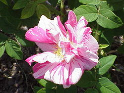 'Rosa Mundi'