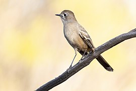 Southern Scrub-Robin 0A2A1672