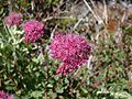 Spiraea densiflora