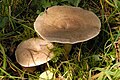 !Lactarius fluens!