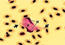 Leucocytozoon smithi.jpg