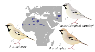 Répartition des différentes sous-espèces.