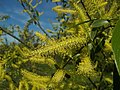 Candeas masculinas do salgueiro branco (Salix alba).