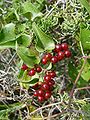 Smilax aspera Smilacaceae