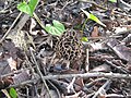 Morchella vulgaris