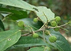 Folhagem e frutos de Lindackeria paludosa.