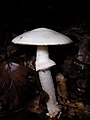 !!! Amanita phalloides !!!