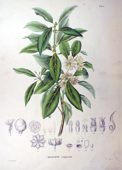 Illicium anisatum.