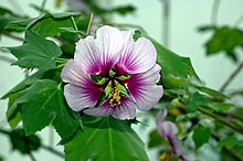 Lavatera maritima