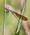 Teneral male